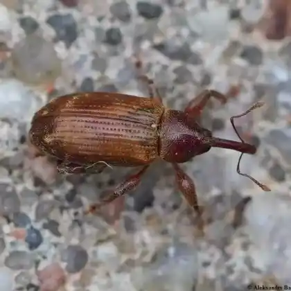 Foto von  (Dorytomus tortrix)