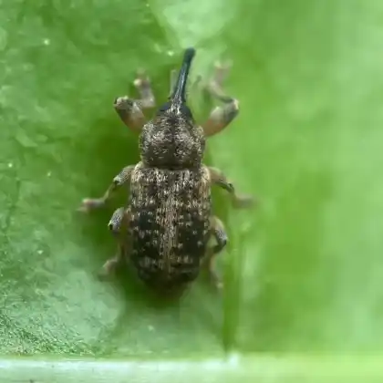 Foto von  (Dorytomus tremulae)