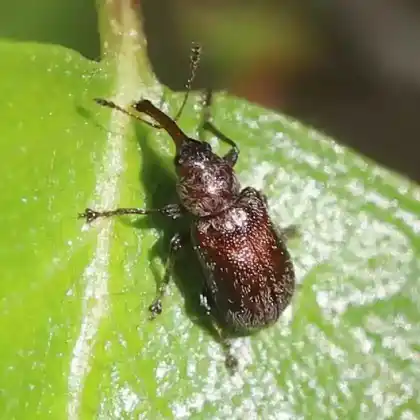 Foto von  (Doydirhynchus austriacus)