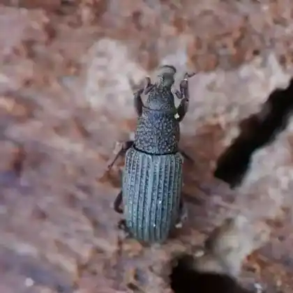 Foto von  (Dryophthorus corticalis)