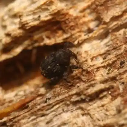 Foto von  (Echinodera hypocrita)