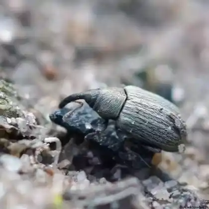 Foto von Zweipunkt- Weidenrüssler (Ellescus bipunctatus)