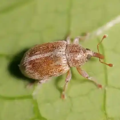 Foto von  (Ellescus scanicus)