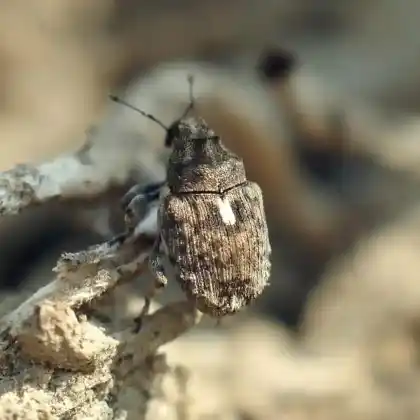 Foto von  (Ethelcus denticulatus)