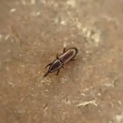 Foto von  (Euophryum confine)
