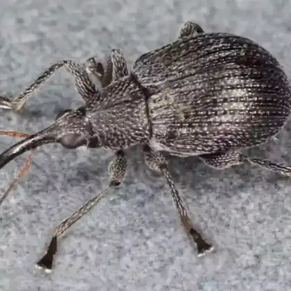 Foto von  (Eutrichapion ervi)