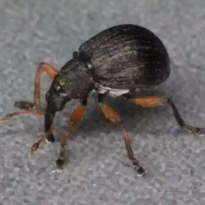 Foto von  (Eutrichapion viciae)