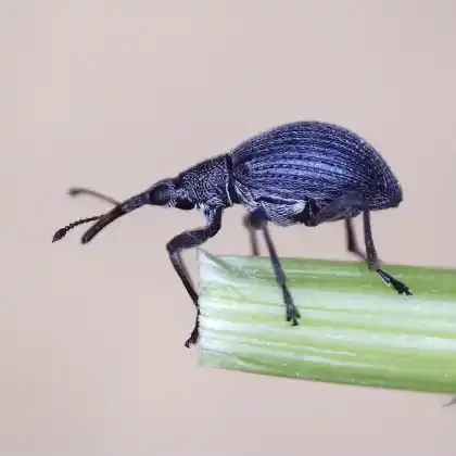 Foto von  (Eutrichapion vorax)