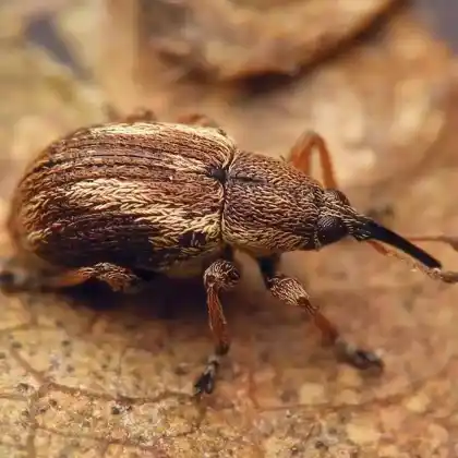 Foto von  (Exapion fuscirostre)