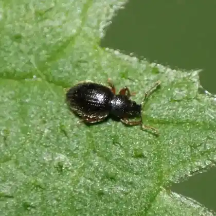 Foto von  (Exomias pellucidus)