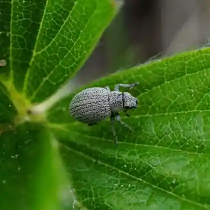 Foto von  (Foucartia squamulata)