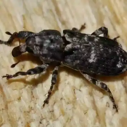 Foto von  (Gasterocercus depressirostris)