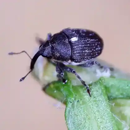 Foto von  (Glocianus distinctus)