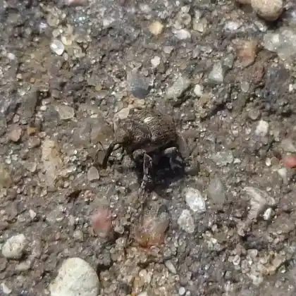 Foto von  (Glocianus punctiger)