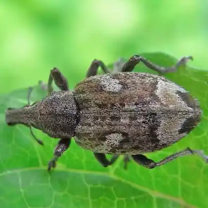 Foto von Gewöhnlicher Dreimakelrüssler (Graptus triguttatus)