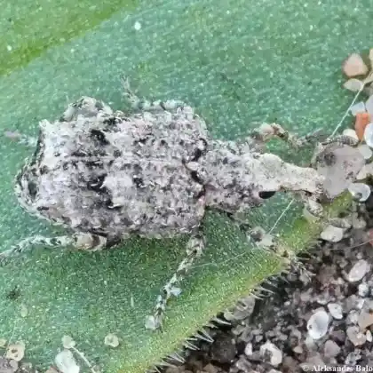 Foto von  (Gronops inaequalis)