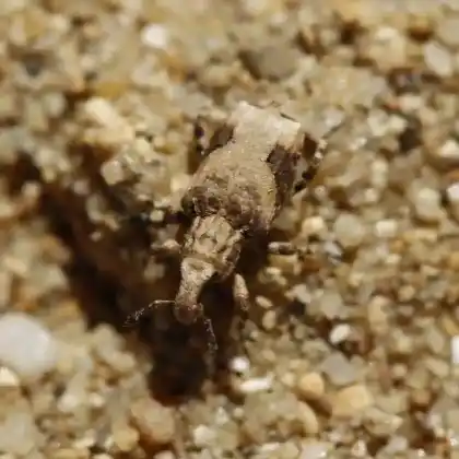 Foto von  (Gronops lunatus)