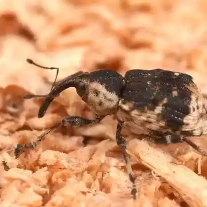 Foto von Großer Schachtelhalmrüssler (Grypus equiseti)