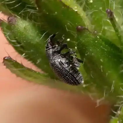 Foto von  (Gymnetron melanarium)