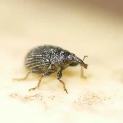 Foto von  (Gymnetron rostellum)