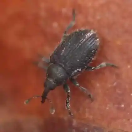 Foto von  (Gymnetron stimulosum)