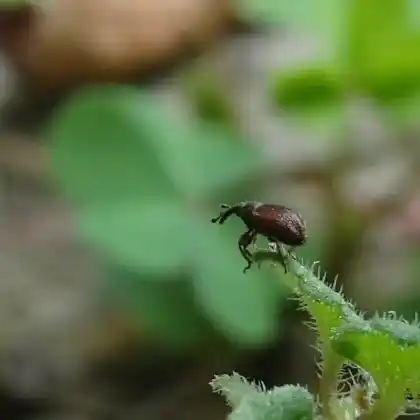 Foto von  (Gymnetron veronicae)