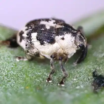 Foto von Gelbfüßiger Kratzdistelrüssler (Hadroplontus litura)