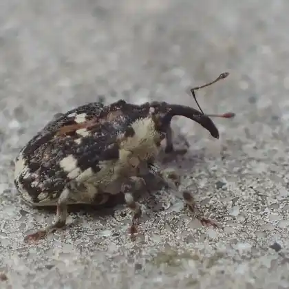 Foto von  (Hadroplontus trimaculatus)