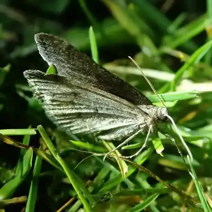 Foto von Schlehenheckenspanner (Aleucis distinctata)