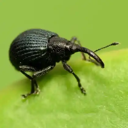 Foto von  (Holotrichapion pisi)