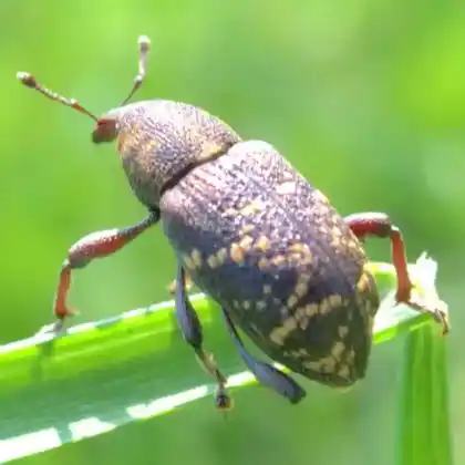 Foto von Fichtenrüsselkäfer (Hylobius abietis)