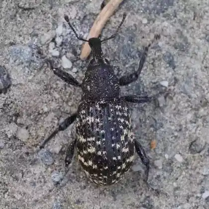 Foto von  (Hylobius excavatus)
