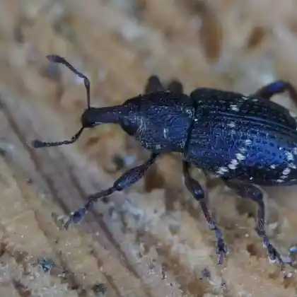 Foto von Kleiner Brauner Rüsselkäfer (Hylobius pinastri)