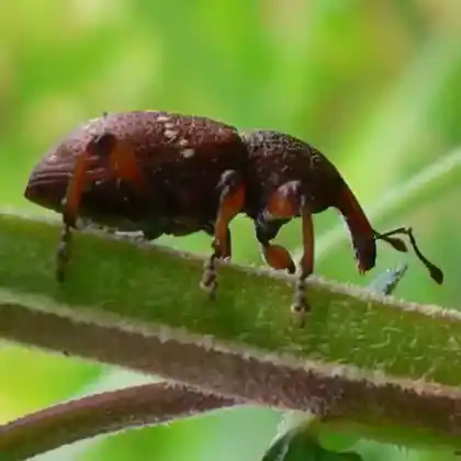 Foto von  (Hylobius transversovittatus)
