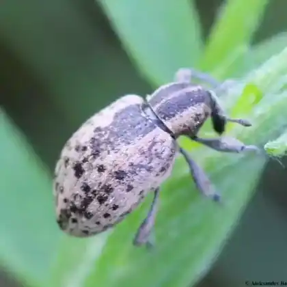 Foto von  (Hypera conmaculata)