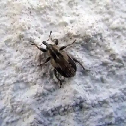 Foto von  (Hypera contaminata)