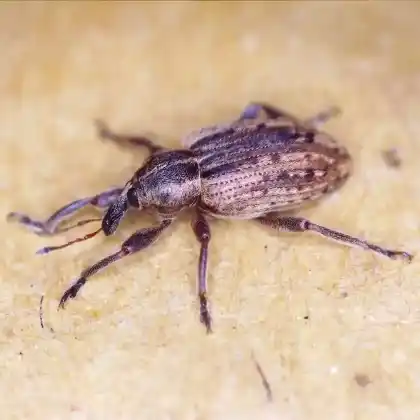 Foto von  (Hypera melancholica)