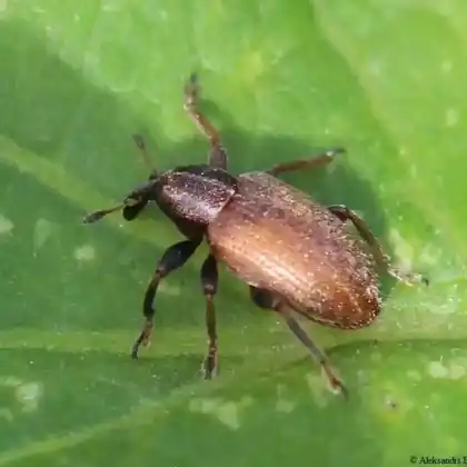 Foto von Kleekopfrüsselkäfer (Hypera meles)