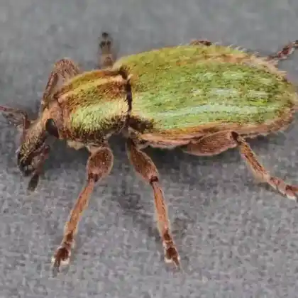 Foto von  (Hypera nigrirostris)