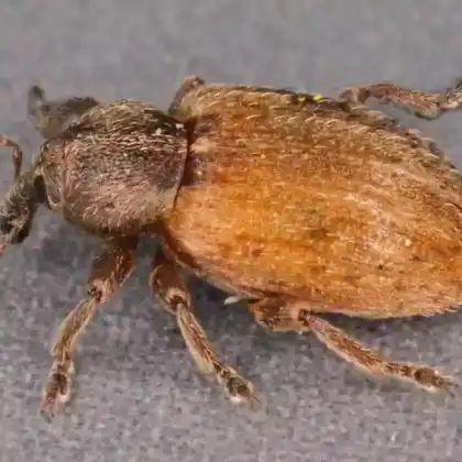 Foto von  (Hypera ononidis)