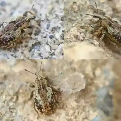 Foto von  (Hypera plantaginis)
