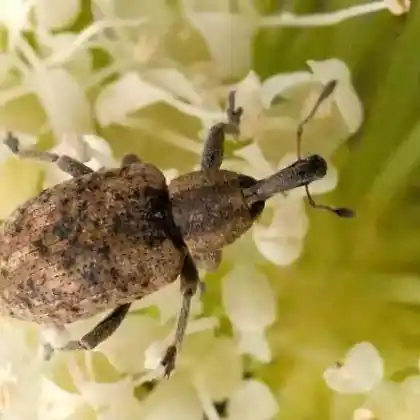Foto von  (Hypera rumicis)