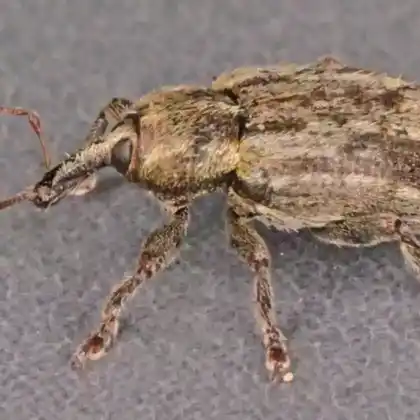 Foto von  (Hypera venusta)