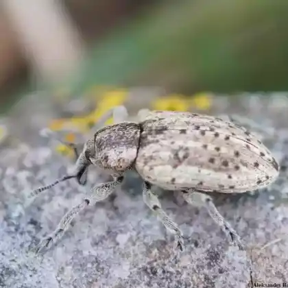 Foto von  (Hypera viciae)