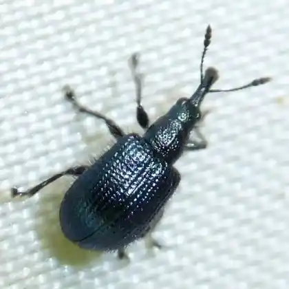 Foto von  (Involvulus caeruleus)