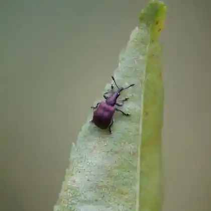 Foto von  (Involvulus cupreus)