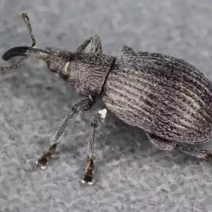 Foto von  (Ischnopterapion loti)