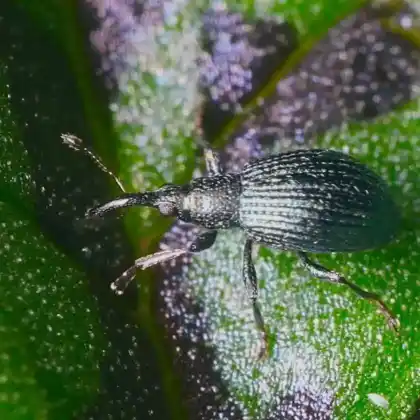 Foto von  (Ischnopterapion virens)