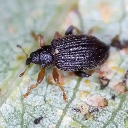 Foto von Pappelspringrüssler (Isochnus sequensi)