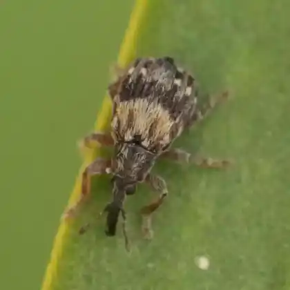 Foto von  (Ixapion variegatum)